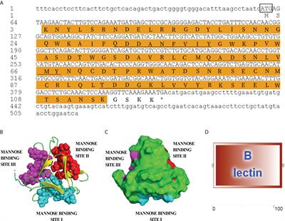 Immunological characterization and function analysis of L-type lectin from spotted knifejaw, Oplegnathus punctatus